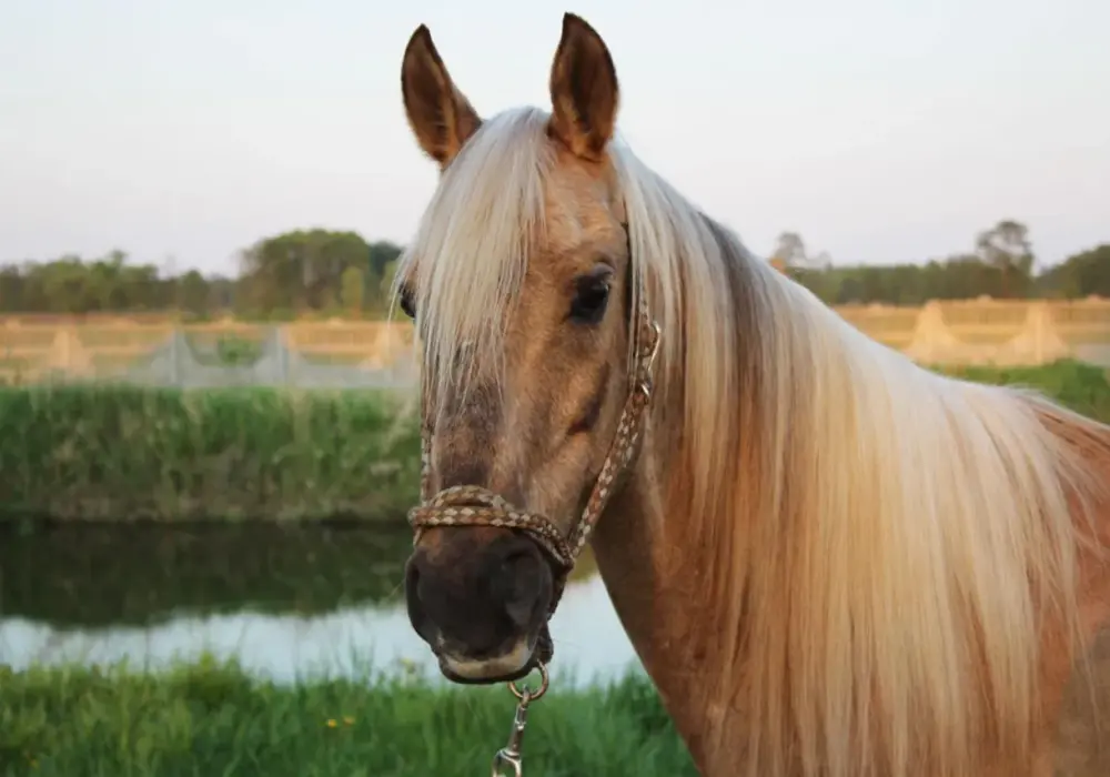 Jasnobrązowy koń? Odkryj maści: Palomino, bułany, jeleni!
