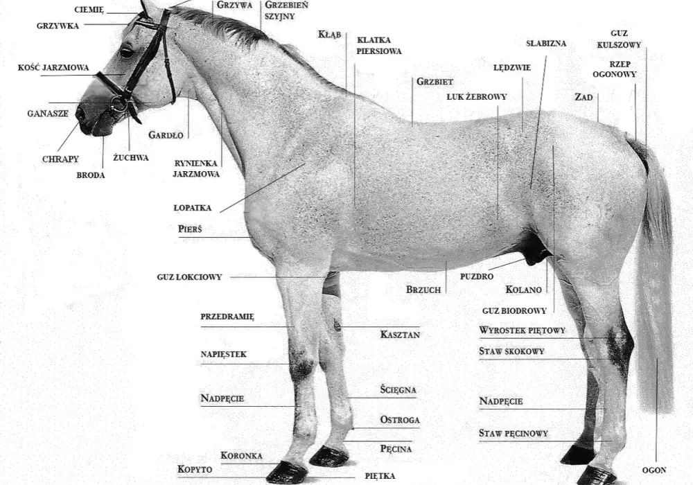 Anatomia głowy konia: Co mówi o zdrowiu i rasie?
