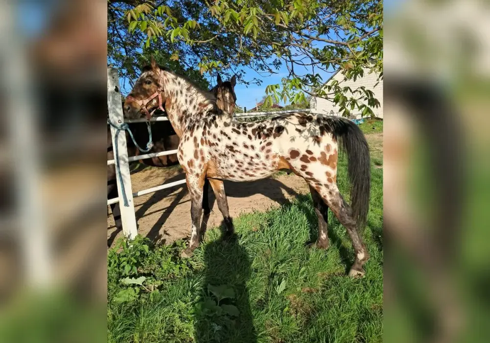 Tarantowaty czy srokaty? Rozwiąż zagadkę "konia w plamy"!