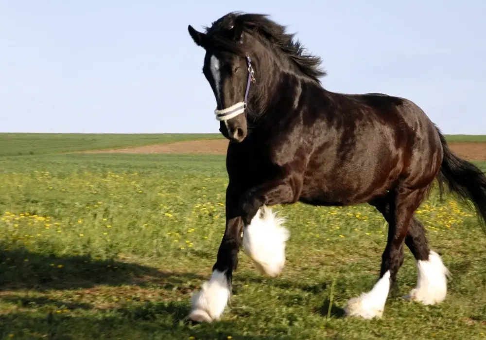 Polski Koń Zimnokrwisty: Łagodny gigant? Cena, hodowla, porady