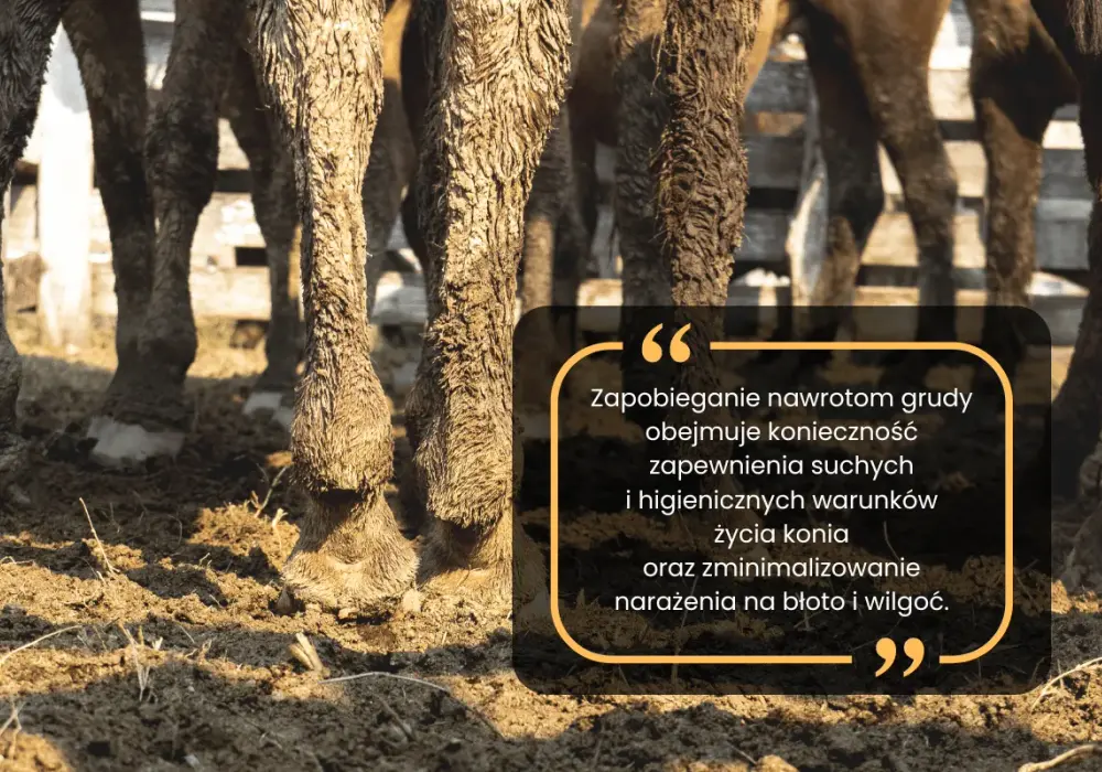Gruda u konia: Poznaj sekrety skutecznego leczenia i profilaktyki