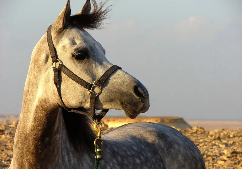 Jak wygląda koń arabski? Odkryj jego niezwykłe cechy i piękno
