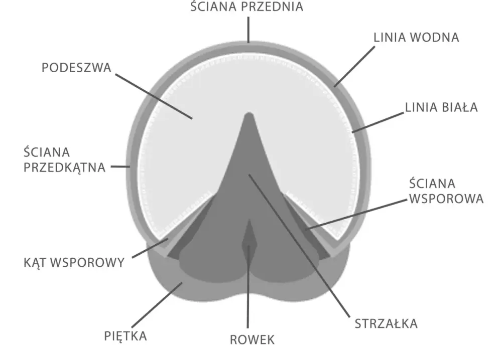 Sekrety budowy kopyta konia: Jak zrozumieć jego zdrowie?