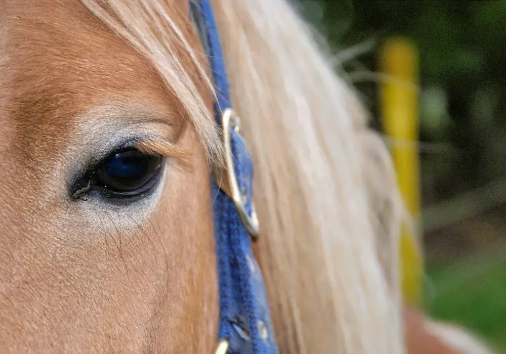 Oswajanie konia: Zaufanie i więź. Poradnik krok po kroku