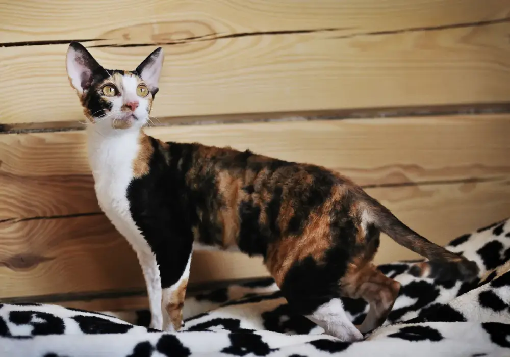 Gdzie znaleźć devon rex w Szczecinie? Rekomendacje hodowli i adopcji