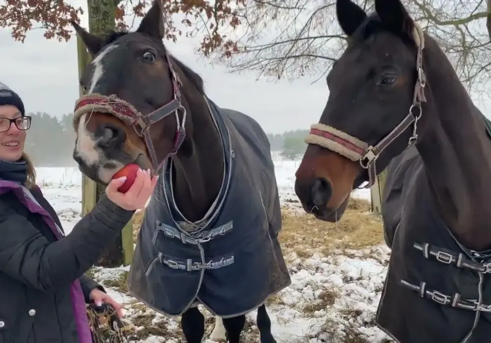 Najlepsze filmy o jeździectwie, które poruszą Twoje serce i duszę