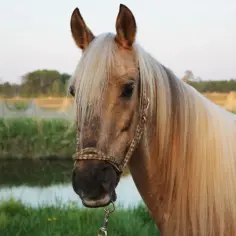 Piękny koń maści jasnobrązowej z długą, blond grzywą stoi nad wodą.
