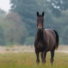 Brązowy koń rasy wielkopolskiej stoi na łące, patrząc prosto w obiektyw.
