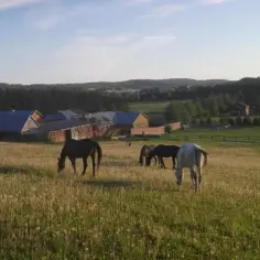 Stadnina koni Tarka: idealne miejsce na rodzinne wakacje w Zwierzyńcu