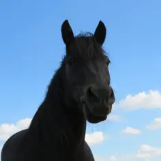 Czarny koń z grzywą na tle błękitnego nieba z chmurami. Wygląda, jakby miał słabiznę u konia, ale to tylko jego mina.