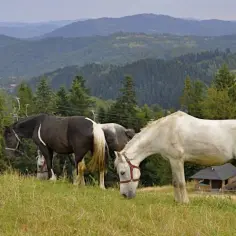 Najlepsze stadniny koni w Żywcu - gdzie znaleźć idealne miejsce?