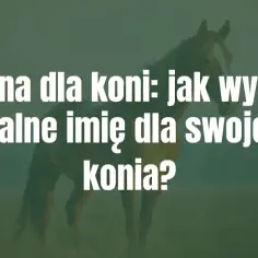 Imiona dla koni: jak nazwać konia? Wskazówki, jak wybrać idealne imię dla swojego wierzchowca.