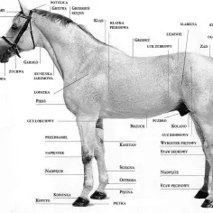 Ilustracja przedstawia budowę głowy konia i jego ciała z zaznaczonymi elementami anatomicznymi.