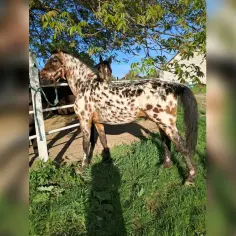 Koń w plamy, w tym tarantowaty, stoi na trawie pod drzewem.