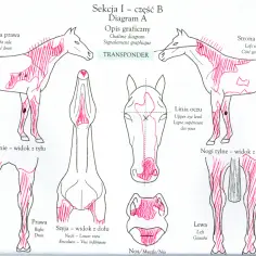Diagram przedstawia odmiany u koni, zaznaczone czerwonymi kreskami na rysunkach anatomicznych.