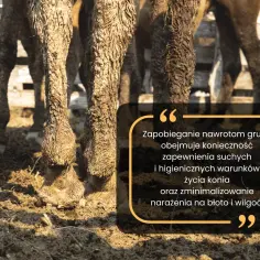 Nogi koni w błocie, z cytatem o zapobieganiu grudy.
