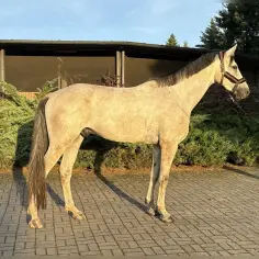 Jasny, smukły polski koń sportowy stoi na bruku przed stajnią.
