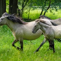 Stado koni, w tym źrebię, przemierza zieloną łąkę. To piękne polskie rasy koni, dumne i wolne.
