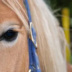 Oko konia w niebieskiej kantarze. Jak zawołać konia? Delikatny dotyk i spokojny głos to klucz.