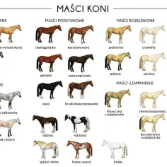 Ilustracja przedstawia różne maści koni, w tym żółtawo brązowy koń o nazwie "jasnobulana".