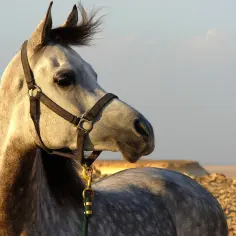 Jak wygląda koń arabski? Odkryj jego niezwykłe cechy i piękno