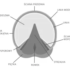 Schematyczny przekrój kopyta konia, ukazujący budowę kopyta: podeszwę, ścianę przednią, linię wodną, linię białą, ścianę wsporową, kąt wsporowy, piętkę, rowek i strzałkę.