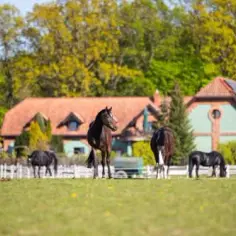 Kadyny stadnina koni - historia, hodowla i aktualne oferty jeździeckie