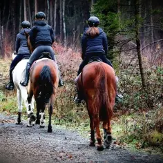 Trzy osoby na koniach przemierzają leśną ścieżkę, przygotowując się do sportowych rajdów konnych.