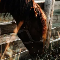 Ciemnobrązowy koń w kantarze skubie trawę przy drewnianym płocie. Może to jego naturalny ostropest dla koni.