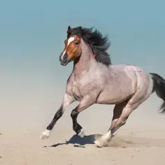 Piękny koń maści deresz pędzi po piaszczystej plaży, unosząc kurz. Jego grzywa faluje na wietrze.