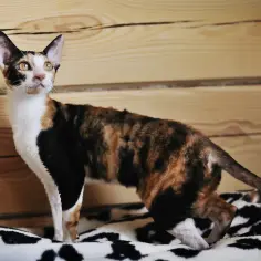 Gdzie znaleźć devon rex w Szczecinie? Rekomendacje hodowli i adopcji