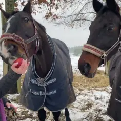 Najlepsze filmy o jeździectwie, które poruszą Twoje serce i duszę