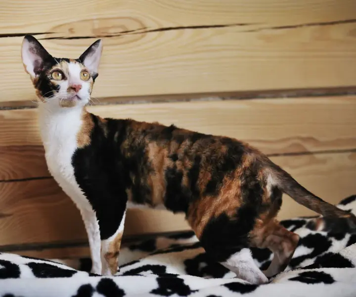 Gdzie znaleźć devon rex w Szczecinie? Rekomendacje hodowli i adopcji