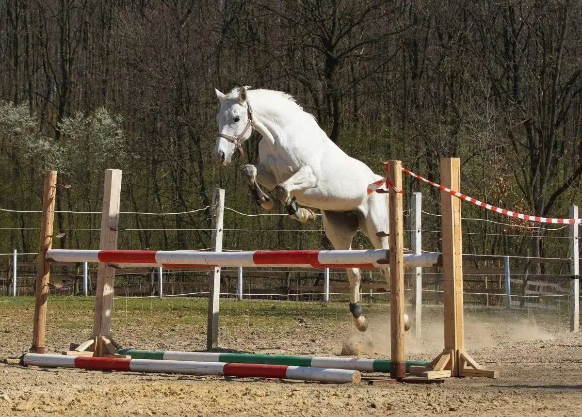 Biały polski koń sportowy w locie pokonuje przeszkodę.