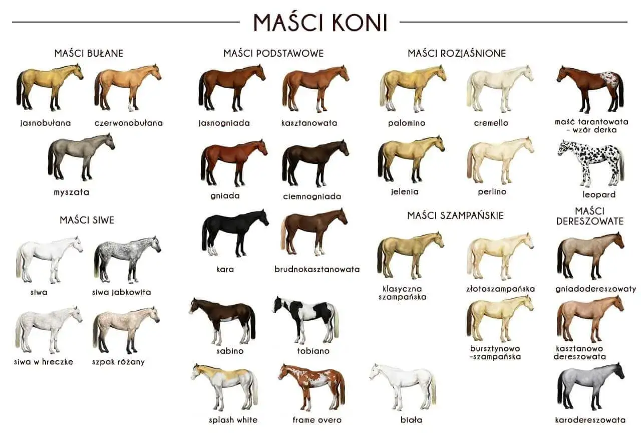 Ilustracja przedstawia różne maści koni, od jasnobułanej po kare. Koń maści niejednolitej, jak np. tarantowaty czy srokaty, prezentuje ciekawe wzory.