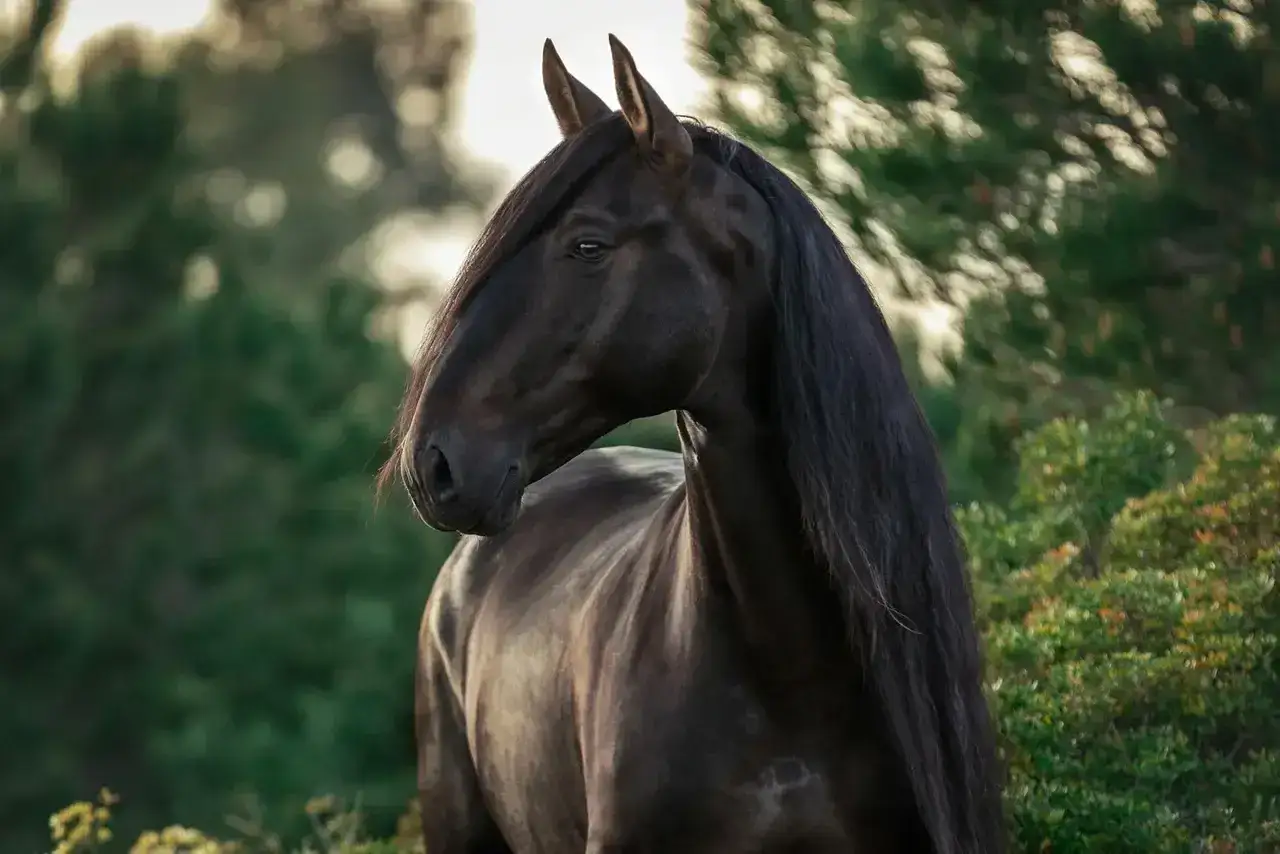 Piękny, ciemny kary koń z bujną grzywą na tle zieleni. Jaki to kolor? Ciemny brąz, prawie czarny.