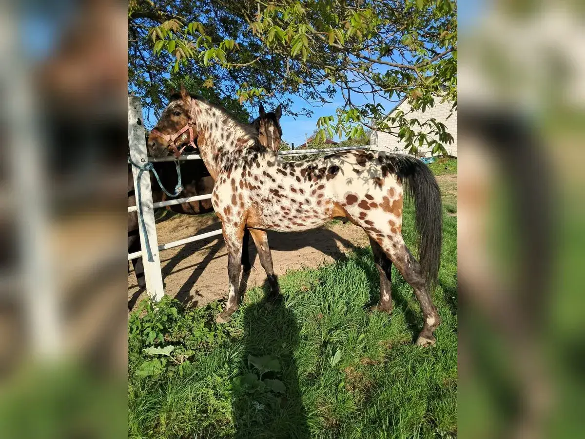 Piękny koń rasy małopolskiej w łaty, stojący na zielonej łące pod drzewem.