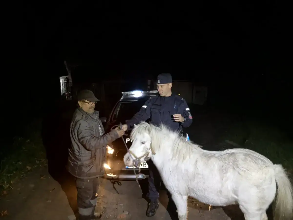 Policjant rozmawia z mężczyzną przy białym kucyku. Czy można jechać koniem po ulicy? To pytanie zadaje sobie wielu.
