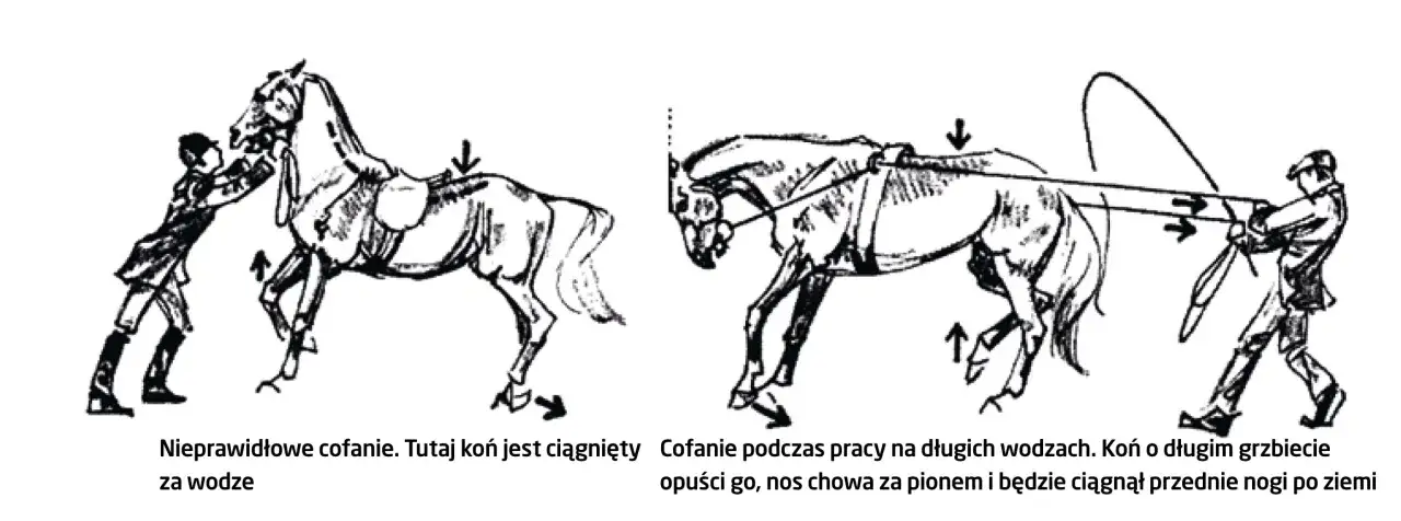 Ilustracje pokazują, jak oswoić konia: nieprawidłowe cofanie za wodze i prawidłowe cofanie na długich wodzach, gdy koń chowa nos za pionem.