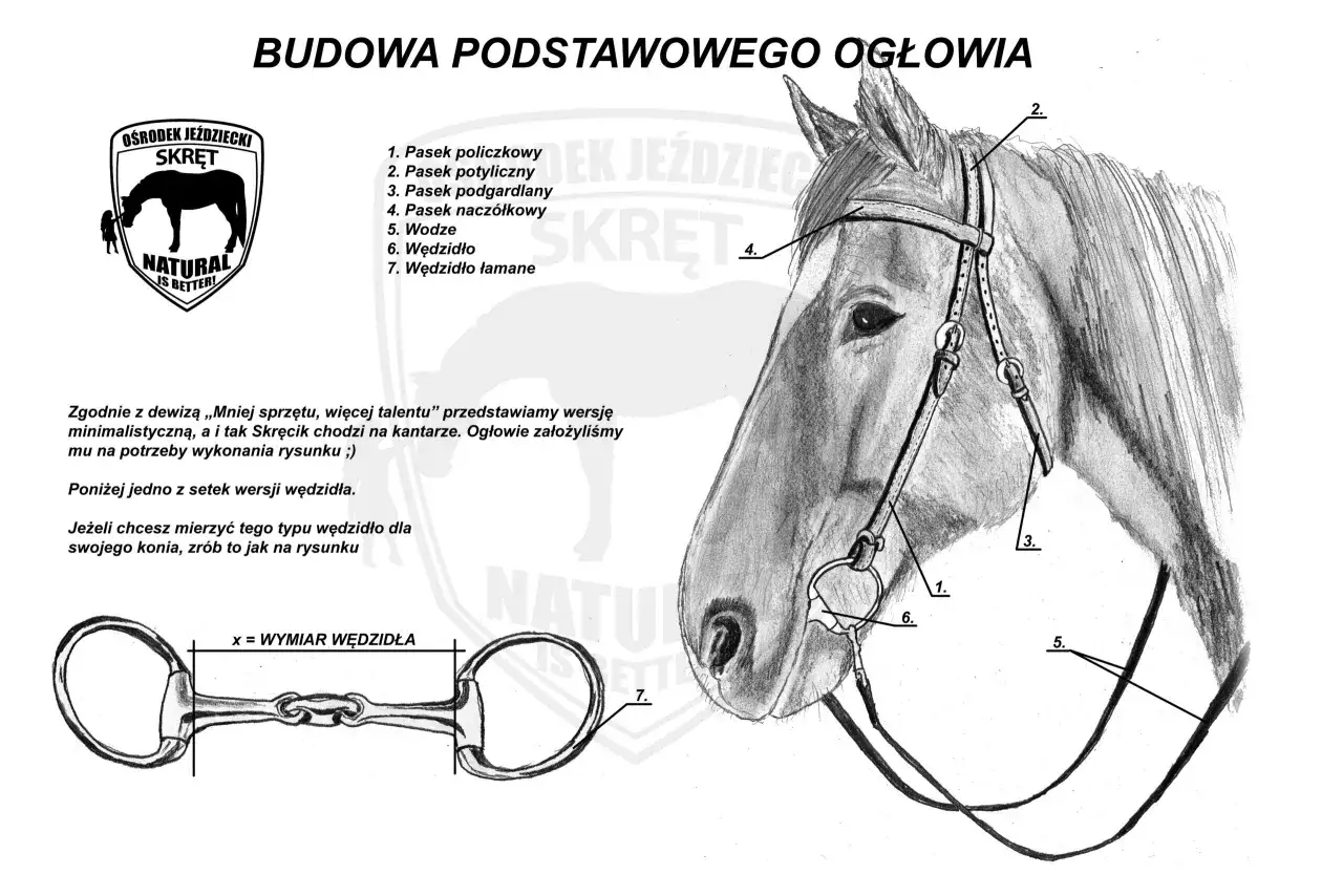 Ilustracja przedstawia budowę ogłowia dla konia z oznaczeniami: pasek policzkowy, potyliczny, podgardlany, naczółkowy, wodze, wędzidło łamane.