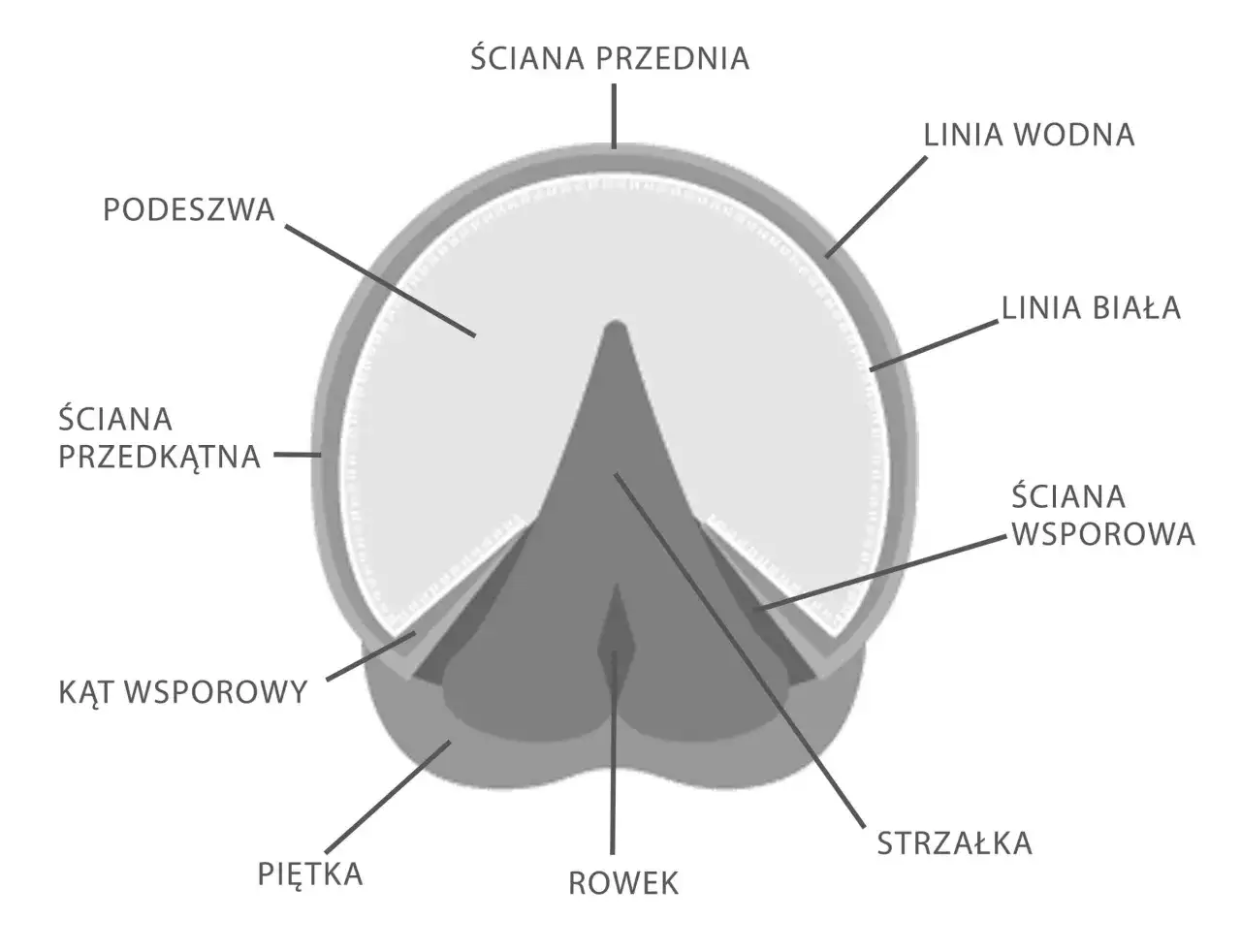 Schematyczny przekrój kopyta konia, ukazujący budowę kopyta: podeszwę, ścianę przednią, linię wodną, linię białą, ścianę wsporową, kąt wsporowy, piętkę, rowek i strzałkę.