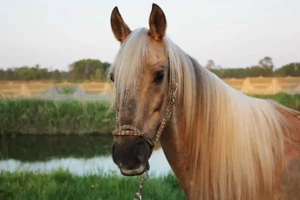 Jasnobrązowy koń? Odkryj maści: Palomino, bułany, jeleni!