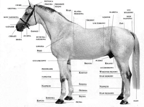 Anatomia głowy konia: Co mówi o zdrowiu i rasie?
