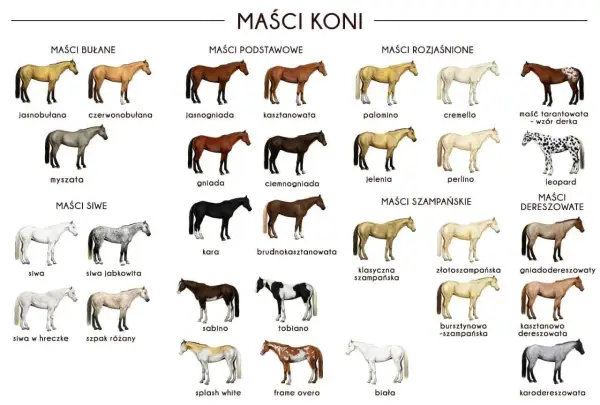 Maści mieszane u koni: Jak rozpoznać srokacza, tarantowatego i deresza?