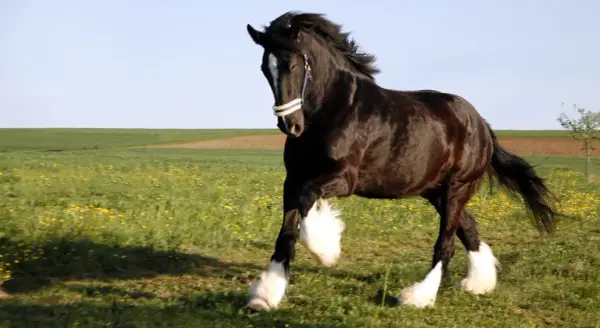 Polski Koń Zimnokrwisty: Łagodny gigant? Cena, hodowla, porady