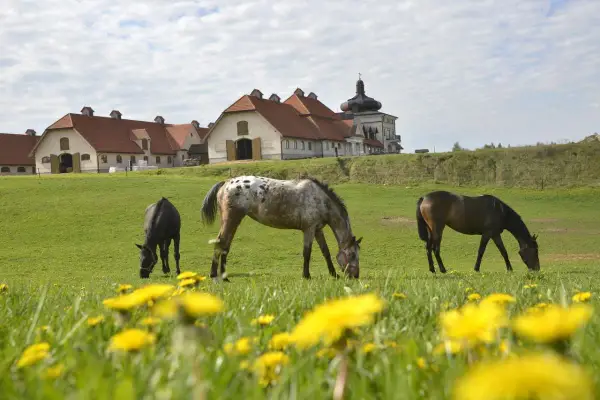 Najlepsze hotele ze stadniną koni w Mazurach dla całej rodziny